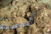 Euapta godeffroyi (Lion's Paw Sea Cucumber)