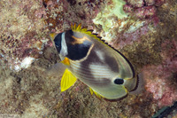 Chaetodon lunula (Raccoon Butterflyfish)