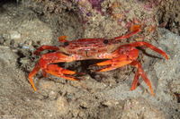 Gonioinfradens paucidentatus (Red Swimming Crab)