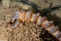 Polyplectana kefersteinii (Keferstein's Sea Cucumber)