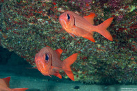 Myripristis amaena (Brick Soldierfish)
