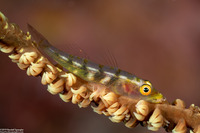 Bryaninops yongei (Wire Coral Goby)