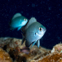 Chromis verater (Threespot Chromis)