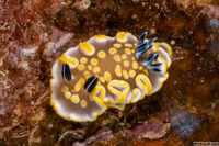 Ardeadoris tomsmithi (Tom Smith's Nudibranch)