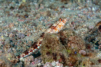 Synodus variegatus (Reef Lizardfish)