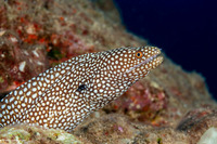 Gymnothorax meleagris (Whitemouth Moray)