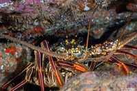 Panulirus penicillatus (Pronghorn Spiny Lobster)