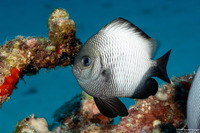 Dascyllus albisella (Hawaiian Dascyllus)