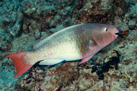 Scarus rubroviolaceus (Redlip Parrotfish)