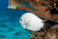Dascyllus albisella (Hawaiian Dascyllus)
