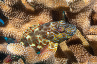 Cirrhitus pinnulatus (Stocky Hawkfish)