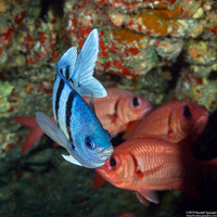 Abudefduf abdominalis (Hawaiian Sergeant)