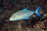 Caranx melampygus (Bluefin Trevally)