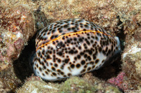 Cypraea tigris (Tiger Cowry)