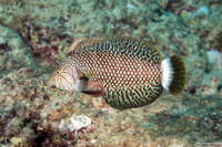 Novaculichthys taeniourus (Rockmover Wrasse)