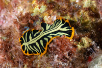 Pseudoceros dimidiatus (Divided Flatworm)