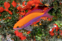 Pseudanthias bicolor (Bicolor Anthias)