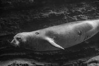 Monachus schauinslandi (Hawaiian Monk Seal)