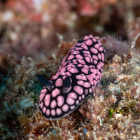 Phyllidiella pustulosa (Pustulose Phyllidia)