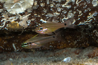 Pristiapogon kallopterus (Iridescent Cardinalfish)