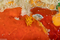 Tenellia melanobrachia (Cup Coral Nudibranch)