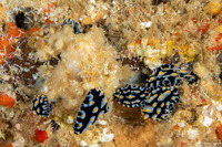 Phyllidia sp.2 (Phyllidia sp.2)