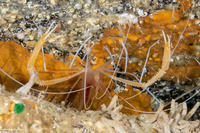 Stenopus pyrsonotus (Flameback Coral Shrimp)