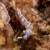 Samla bicolor (Bicolor Nudibranch)
