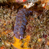 Pteraeolidia semperi (Blue Dragon Nudibranch)