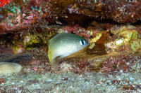 Plectroglyphidodon imparipennis (Bright-Eye Damselfish)