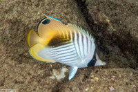 Chaetodon auriga (Threadfin Butterflyfish)