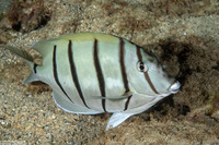 Acanthurus triostegus (Convict Tang)