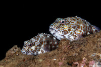 Cirrhitus pinnulatus (Stocky Hawkfish)