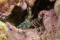 Saron marmoratus (Common Marbled Shrimp)