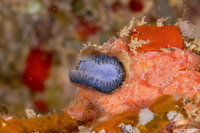 Disporella violacea (Violet Encrusting Bryozoan)