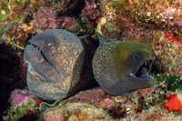 Gymnothorax undulatus (Undulated Moray)