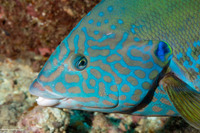 Coris flavovittata (Blackstripe Coris)