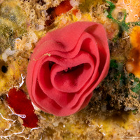 Hexabranchus sandwichensis (Hawaiian Spanish Dancer)