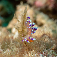 Coryphellina exoptata (Desirable Flabellina)