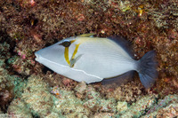 Sufflamen bursa (Scythe Triggerfish)