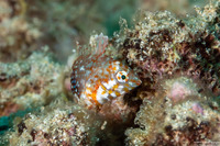 Macropharyngodon geoffroy (Shortnose Wrasse)