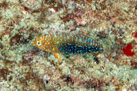 Macropharyngodon geoffroy (Shortnose Wrasse)