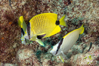 Bodianus albotaeniatus (Hawaiian Hogfish)