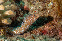 Gymnothorax meleagris (Whitemouth Moray)