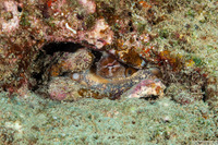 Octopus cyanea (Day Octopus)