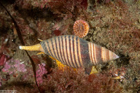 Megasurcula stearnsiana (Stearns' Turrid)