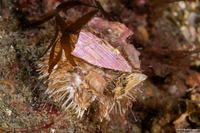 Lytechinus pictus (White Sea Urchin)