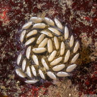 Kelletia kelletii (Kellet's Whelk)