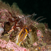 Balanus nubilus (Giant Acorn Barnacle)