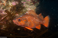 Sebastes miniatus (Vermilion Rockfish)